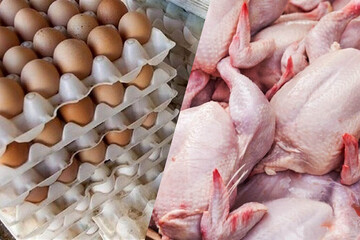 اعلام قیمت جدید مرغ و تخم مرغ از فردا / قیمت مرغ و تخم مرغ چقدر گران می‌شود؟