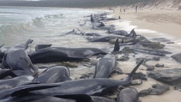 خودکشی ۲۳۰ نهنگ در استرالیا! + فیلم