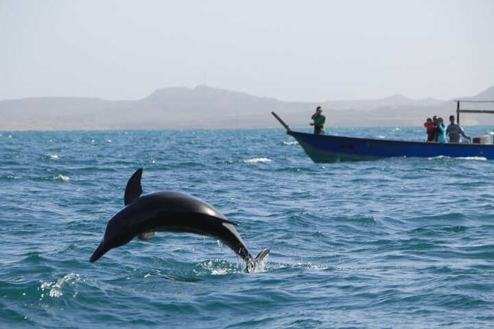 دلفین‌های جزیره هنگام