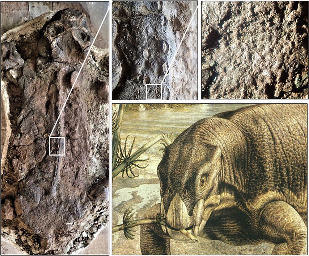 خوکِ دوران دایناسورها چه شکلی بوده است؟