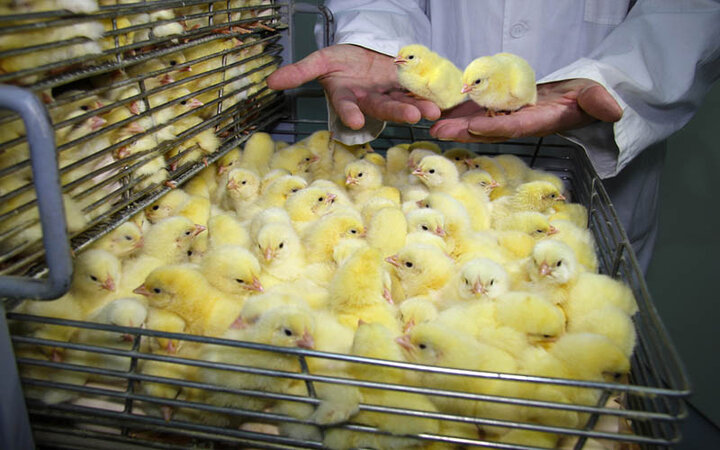  میزان تولید مرغ کاهش یافت / مرغ و تخم مرغ چقدر گران می شوند؟
