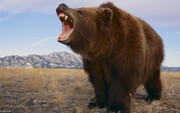 کتک زدن خرس گریزلی توسط یک مرد شجاع + فیلم