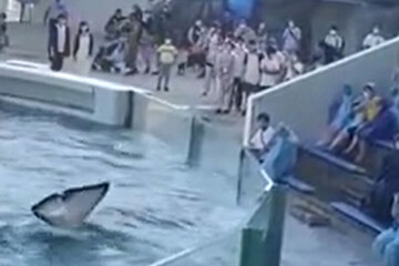 آب پاشیدن عجیب نهنگ غول پیکر بر روی تماشاچیان یک باغ وحش + فیلم