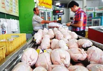 تولید مرغ ۲۰ تا ۳۰ درصد کاهش یافت