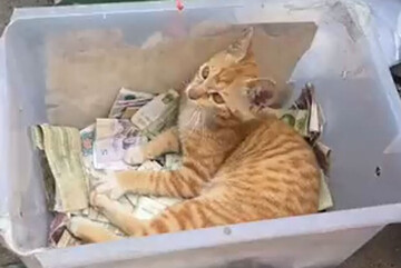 ویدیویی جالب از محافظت یک گربه از صندوق پول / فیلم