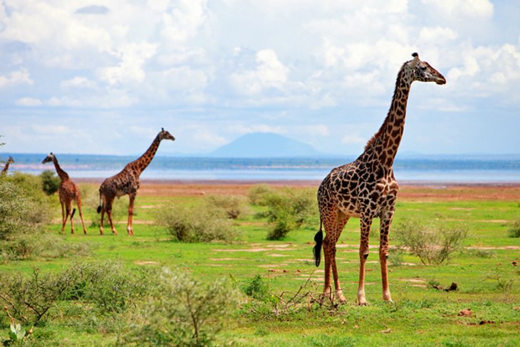 ۴ جاذبه برتر گردشگری در تانزانیا + عکس