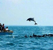 جزیره هنگام دلفین