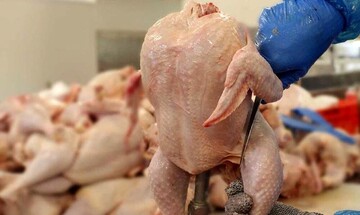 مرغ کیلویی ۷۵ هزار تومان می‌شود