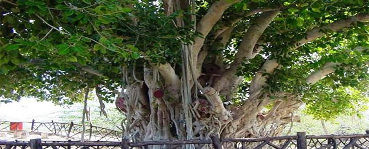 درختی سرسبز با قدمت ۵۰۰ سال در کیش 