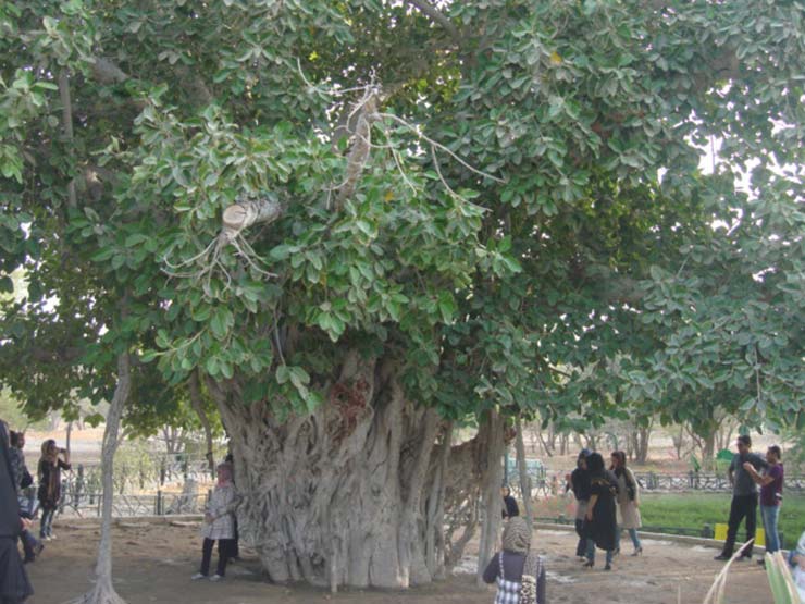 درختی سرسبز با قدمت ۵۰۰ سال در کیش 