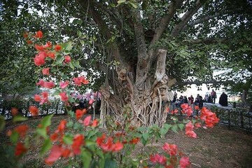 درختی سرسبز با قدمت ۵۰۰ ساله در کیش