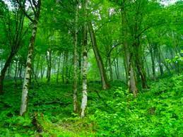 جنگلی با شالیزارهای دلنواز در مازندران