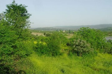 جنگلی با شالیزارهای دلنواز در قلب مازندران