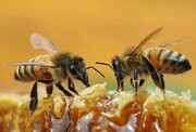 تصاویر باورنکردنی از همکاری جالب دو زنبور عسل برای باز کردن در بطری نوشابه + فیلم