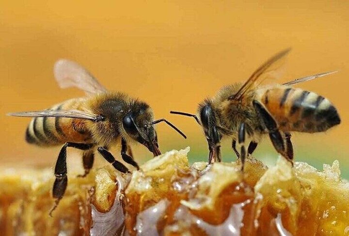 تصاویر باورنکردنی از همکاری جالب دو زنبور عسل برای باز کردن در بطری نوشابه + فیلم