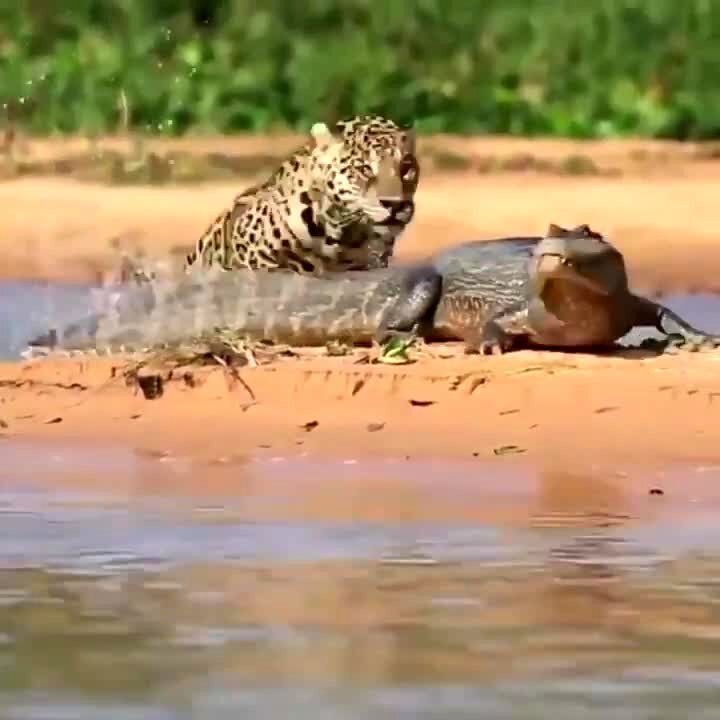 تصاویر دیدنی از لحظه حمله سریع «جگوار» به تمساح در کنار رودخانه + فیلم