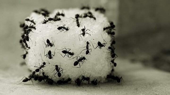 ساده ترین راه های دفع سریع مورچه‌ از خانه