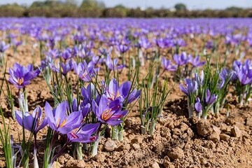 محصولی جدیدی از زعفران وارد بازار خواهد شد