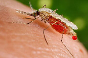 آمار «بیماری مالاریا» در ایران افزایش یافت + علائم ابتلا و راه‌های انتقال