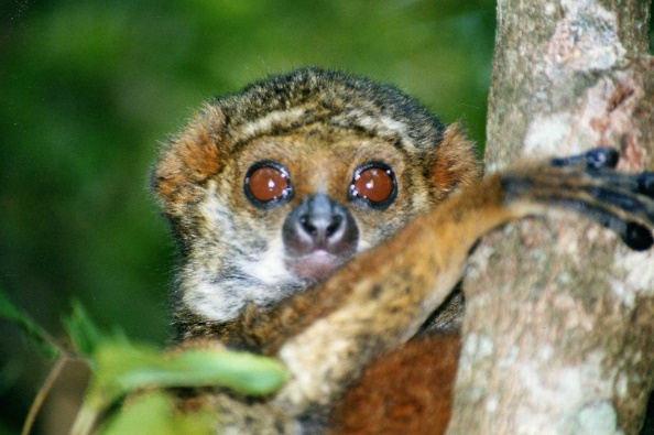 ۵ جاذبه گردشگری برتر در ماداگاسکار + عکس