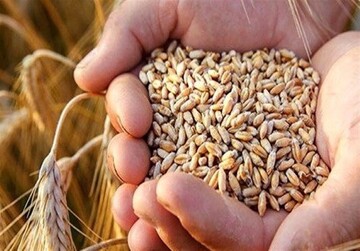 گندم جهانی ارزان شد