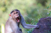 حمله وحشتناک میمون به همنوع خود در طبیعت! + فیلم