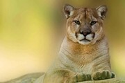 ویدیو دلهره آور از لحظه حمله شیر کوهی به مرد شکارچی در طبیعت