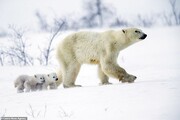 حرکات عجیب و خنده دار خرس قطبی از دیدن وان یخ در باغ وحش + فیلم