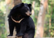 حمله ترسناک خرس سیاه به کوهنورد + فیلم