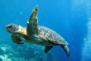رها شدن لاکپشت عظیم الجثه در اقیانوس + فیلم