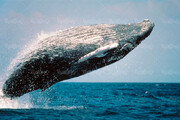 استقبال دیدنی یک نهنگ از گردشگران وسط اقیانوس + فیلم