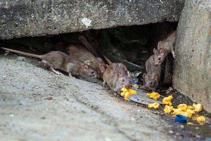 افزایش جمعیت موش‌ها در تهران صحت دارد؟