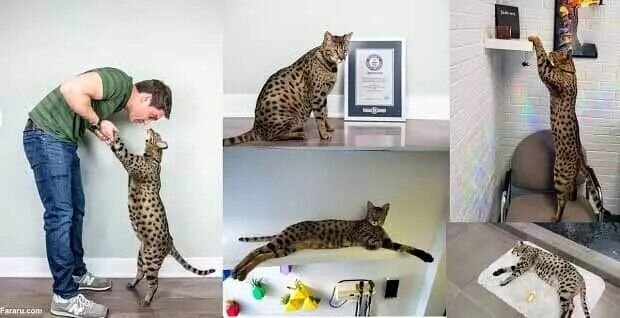 قد این گربه ۵۰ سانتی متر است! + عکس