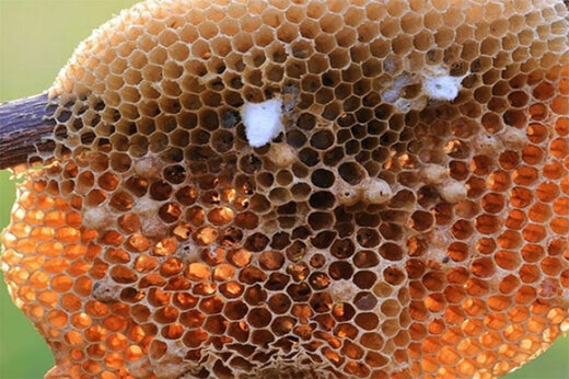 این نوع زنبورها با توپ‌ها بازی می‌کنند!