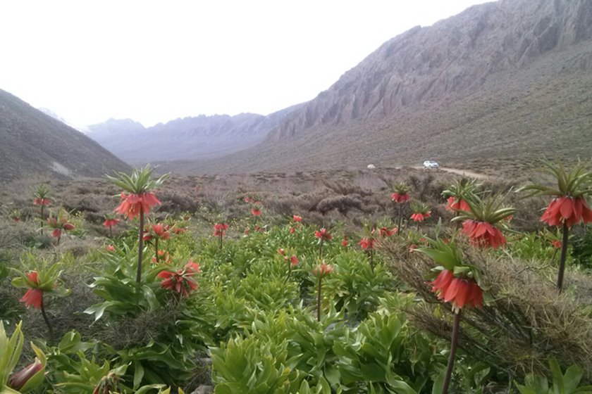 دره بید ؛ روستای لاله‌های واژگون 