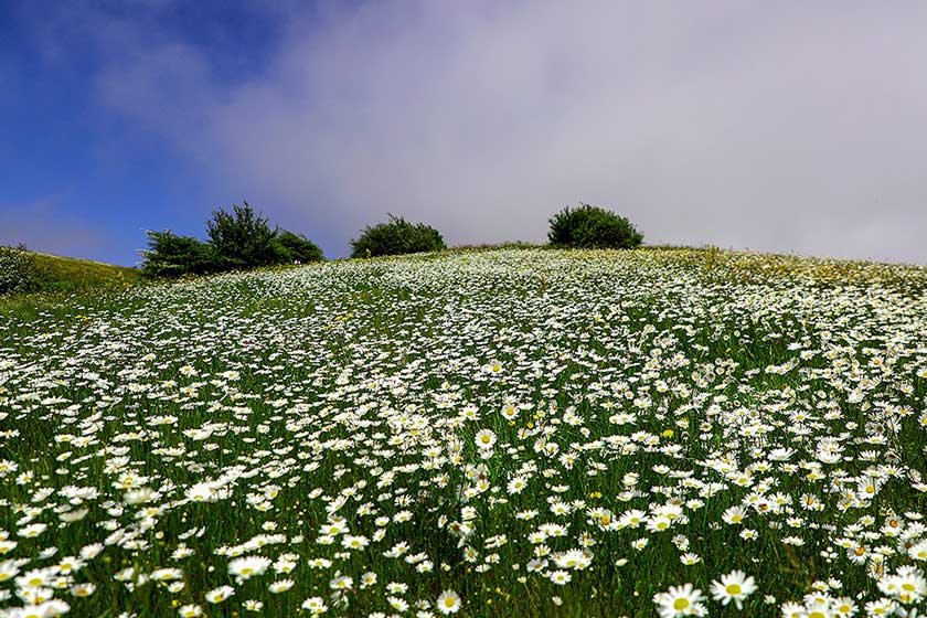 جنگل فندقلو اردبیل؛تکه‌ای از بهشت گمشده