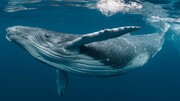 دلبری نهنگ‌ غول پیکر از مسافران کشتی + فیلم