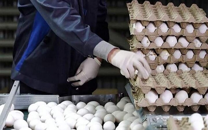 تخم مرغ  ۱۰ درصد ارزان شد / هر شانه تخم مرغ ۶۵ هزار تومان