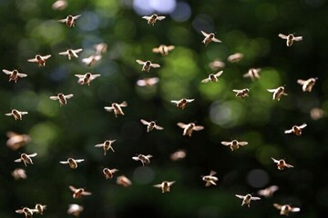 یافته های جدید محققان: زنبورها می‌توانند برق ایجاد کنند