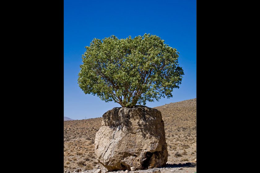 آشنایی با درخت مروارید ارسنجان