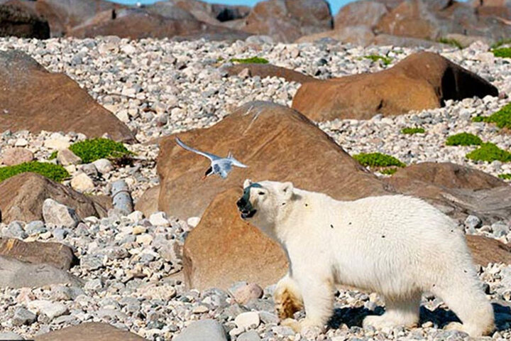 ویدیو تماشایی از شکار پرندگان توسط خرس قطبی روی صخره ها