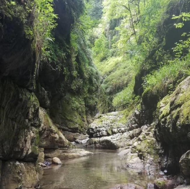 جنگل عباس آباد کجاست