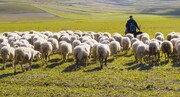 اقدام عجیب چوپان برای رد کردن گوسفندان از خیابان / فیلم