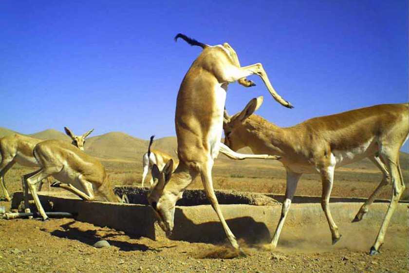 میاندشت ؛ پناهگاهی با وسعت ۸۴ هزار و ۴۳۵ هکتار در جاجرم