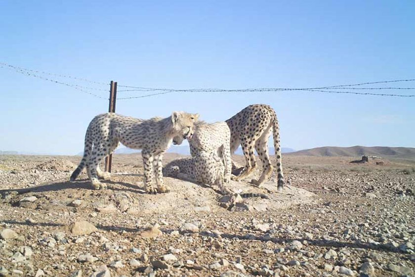 میاندشت ؛ پناهگاهی با وسعت ۸۴ هزار و ۴۳۵ هکتار در جاجرم