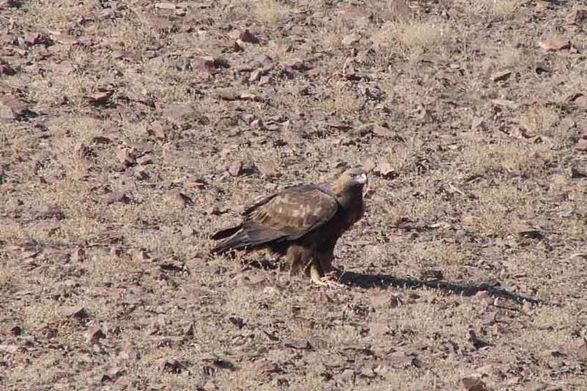 میاندشت ؛ پناهگاهی با وسعت ۸۴ هزار و ۴۳۵ هکتار در جاجرم