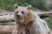 رقص بامزه و جالب خرس‌های باغ وحش برای دریافت غذا + فیلم