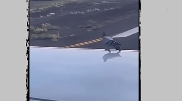 هواپیما سواری کبوتر بر روی بال هواپیما + ویدیو