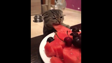 گربه ای که به جای گوشت و مرغ هندوانه می خورد! + فیلم