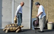 این مرد ژاپنی صاحب عجیب ترین حیوان خانگی دنیا است! + عکس